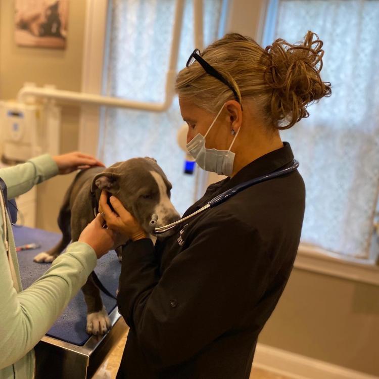 GrandView Animal Care Center Cheektowaga, NY